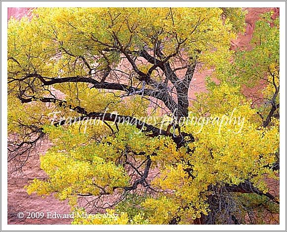 450620   Outstretched Foliage in Long Canyon